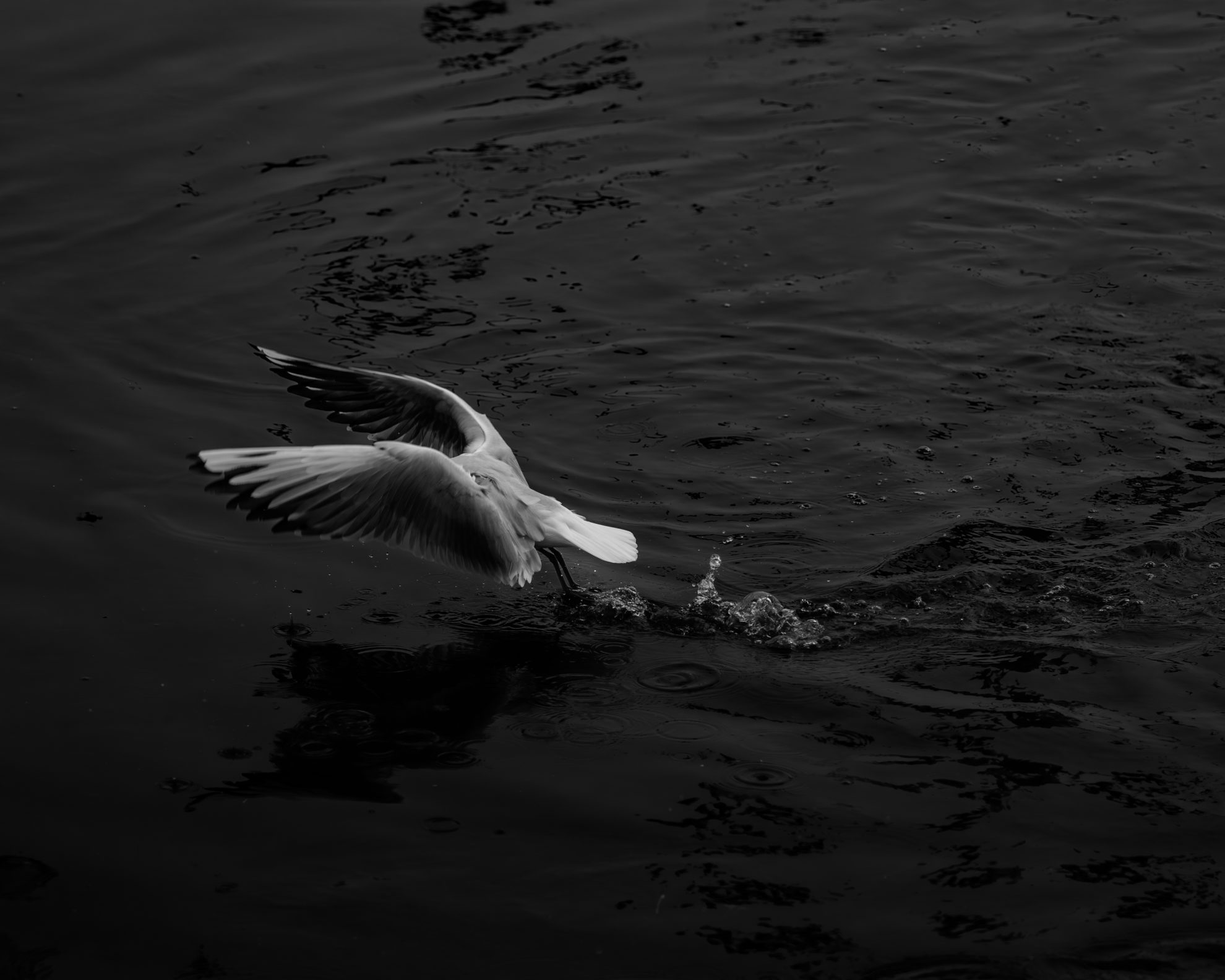 Ayush Kumar Singh | Photography - UCA Student Showcase